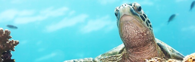 Green Sea Turtle