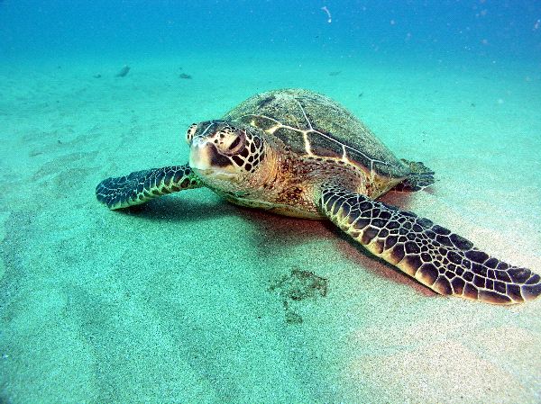 mass tumblr post editor from Threatened Green to Sea Upgraded Turtles Endangered
