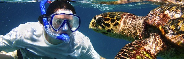 Sea Turtles and Humans