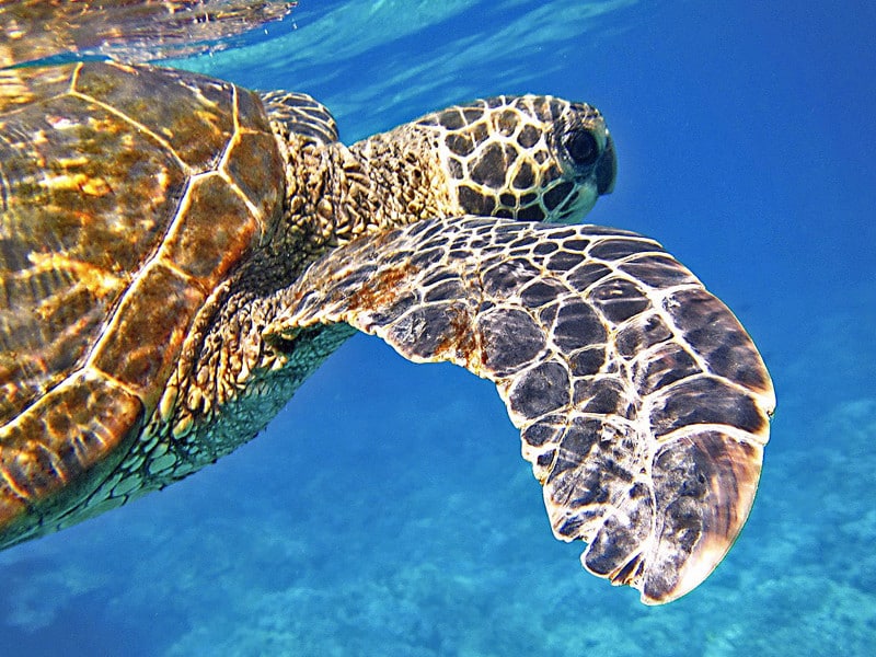 What are some distinctive characteristics of sea turtles?