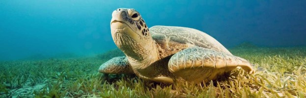 Facts about Sea Turtles
