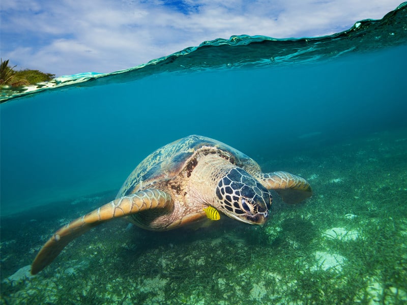 Información sobre la tortuga marina verde.