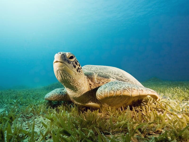 Facts about Sea Turtles