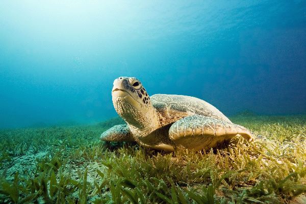 Female Green Sea Turtle