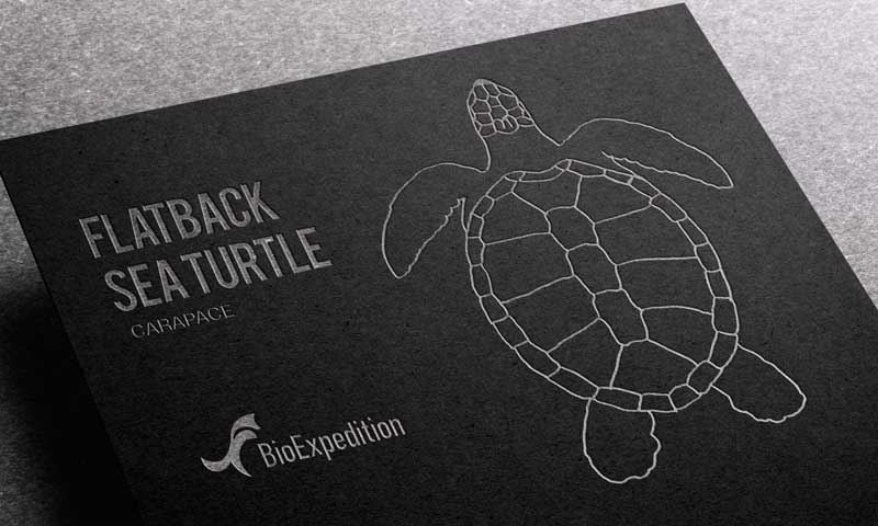 Anatomy of flatback sea turtle.