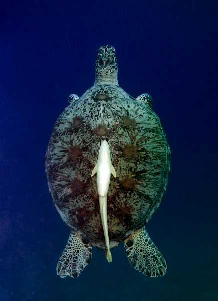 Green Sea Turtle Ascending
