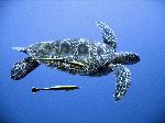 Green Sea Turtle in Open Seas