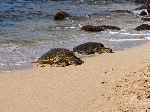 Green Sea Turtles On The Beach