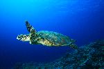 Hawksbill Sea Turtle Swims Over Coral Reef