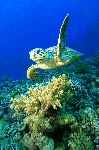 Hawksbill Turtle Underwater