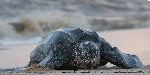 Leatherback Sea Turtle South America