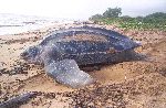 Leatherback Sea Turtle on the Beach