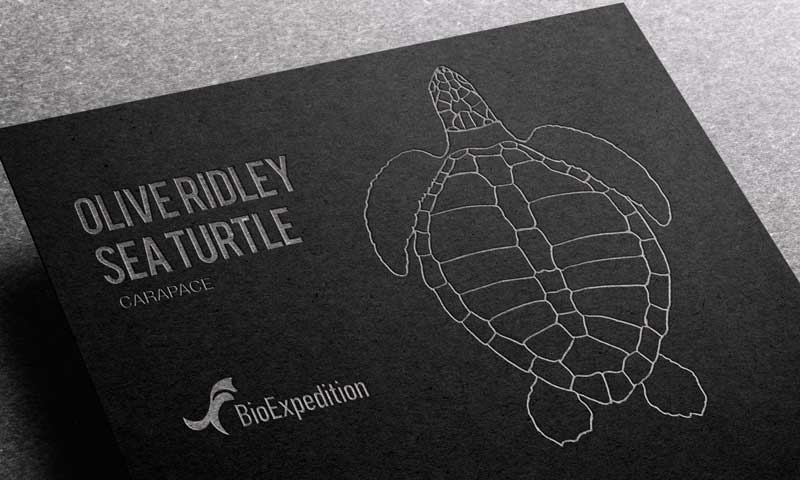 Anatomy of Olive Ridley sea turtle.