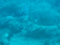 Tortuga Carey En Amaryllis Shipwreck_video