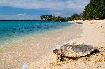 Turtle On Tropical Beach