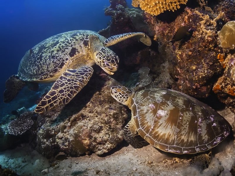 Características de las tortugas verdes.