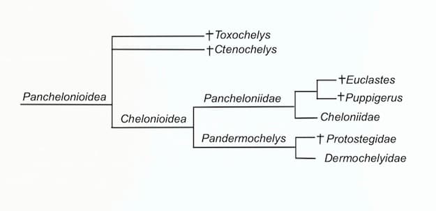 Chelonioidea
