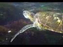 Green Sea Turtle Eating Underwater