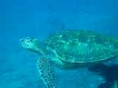 Green Sea Turtles at Ulua Beach Maui