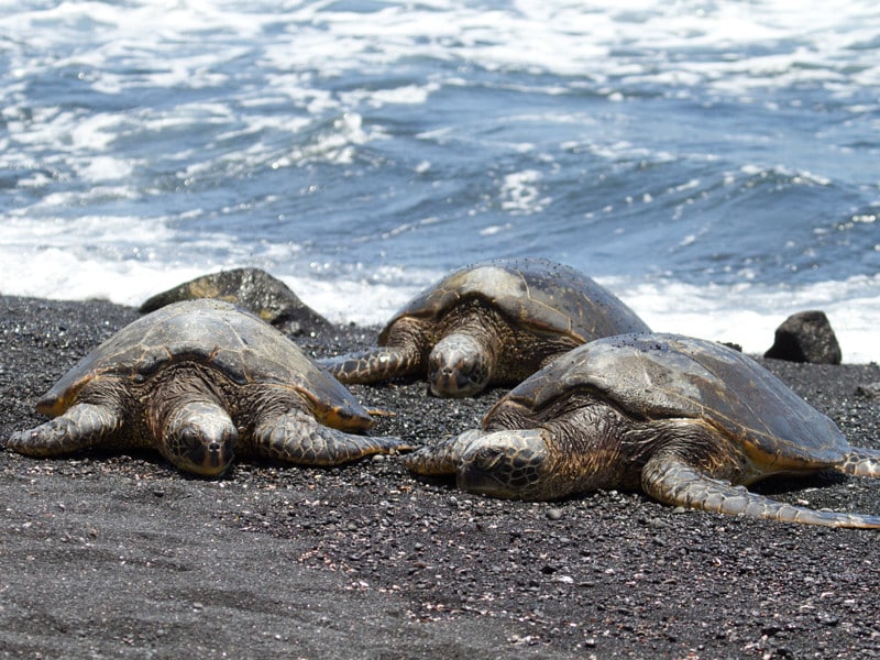 7 species of sea turtles.