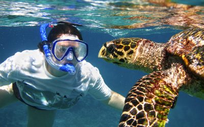 Sea Turtles and Humans