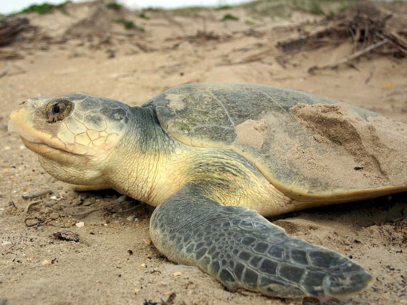 Leatherback Sea Turtle Leatherback Sea Turtle