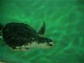 Kemps Ridley Sea Turtle Bites Target