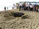 Leatherback Sea Turtle Nesting