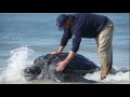 Leatherback Sea Turtle Rescue