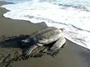Leatherback Sea Turtle Returning to Ocean