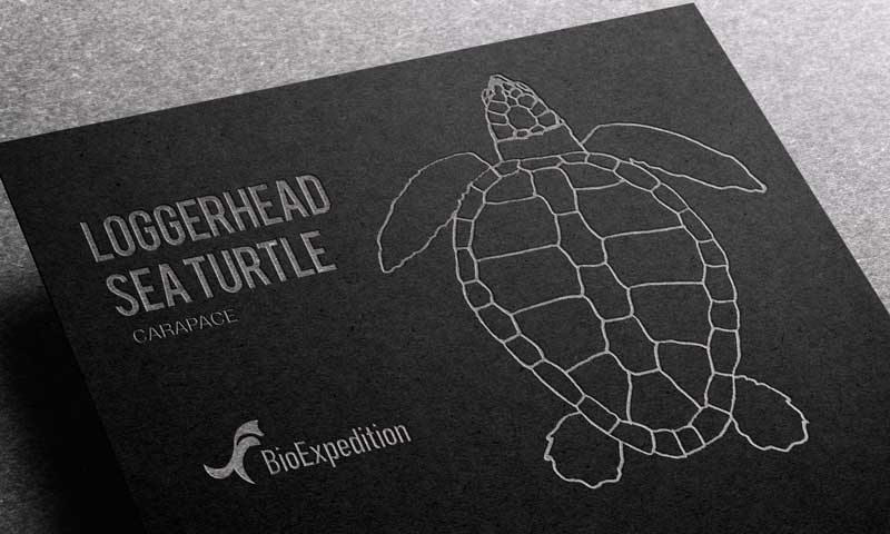 Anatomy of Loggerhead sea turtle.