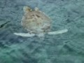 loggerhead_sea_turtle_at_xcaret_riviera_maya_video