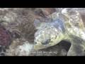 Loggerhead Sea Turtle Nesting