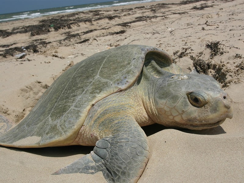 Datos sobre la tortuga lora o golfina.