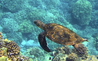 Sea Turtle Habitat