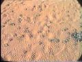 Newly Hatched Olive Ridley Sea Turtles at Orissa