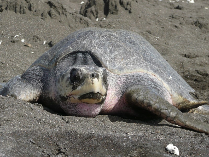 Olive Ridley Sea Turtle