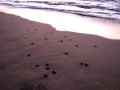 Olive Ridley Sea Turtle Babies at Sunset in Mazatlan