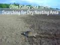 Olive Ridley Sea Turtle Nesting in Costa Rica