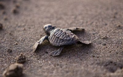 Sea Turtle Research