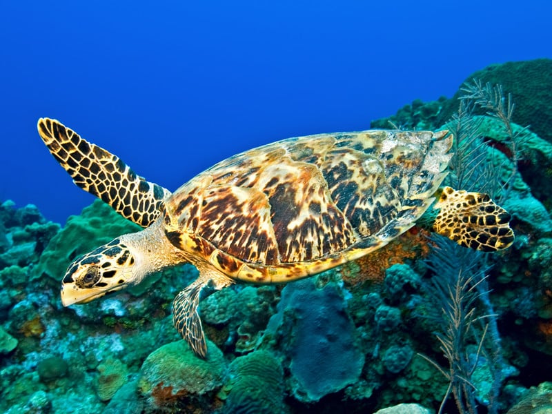 Sea turtle body size.