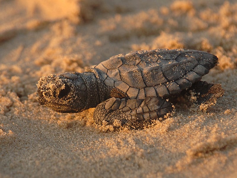 Sea Turtle Reproduction