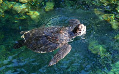 Sea Turtles in Captivity