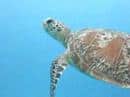 Swimming with Green Sea Turtle