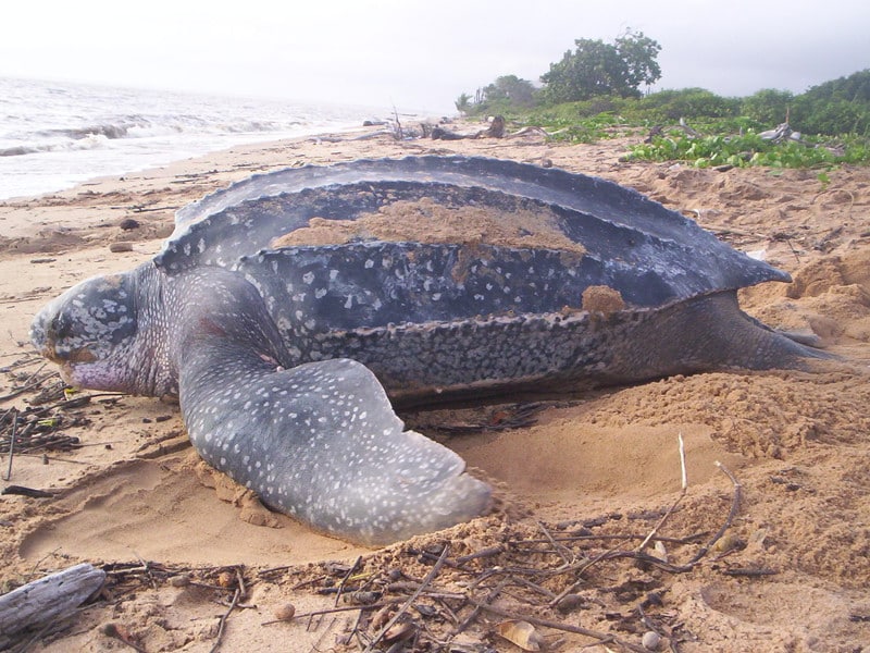 Características de la tortuga laúd.