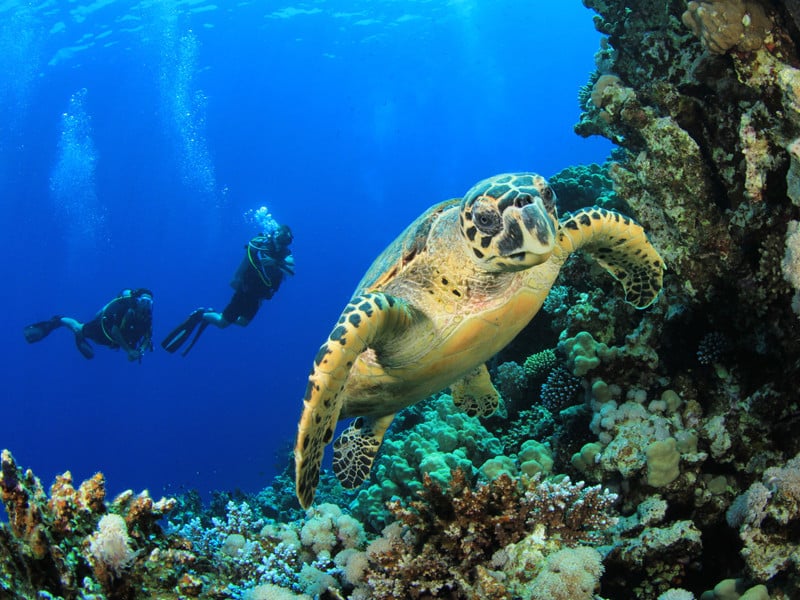 Distribución global de las tortugas marinas.