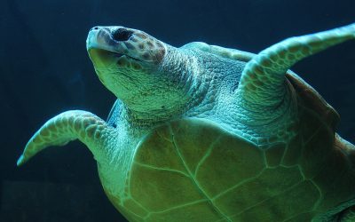 Sea Turtle Species