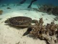 Young Green Sea Turtle Found Diving